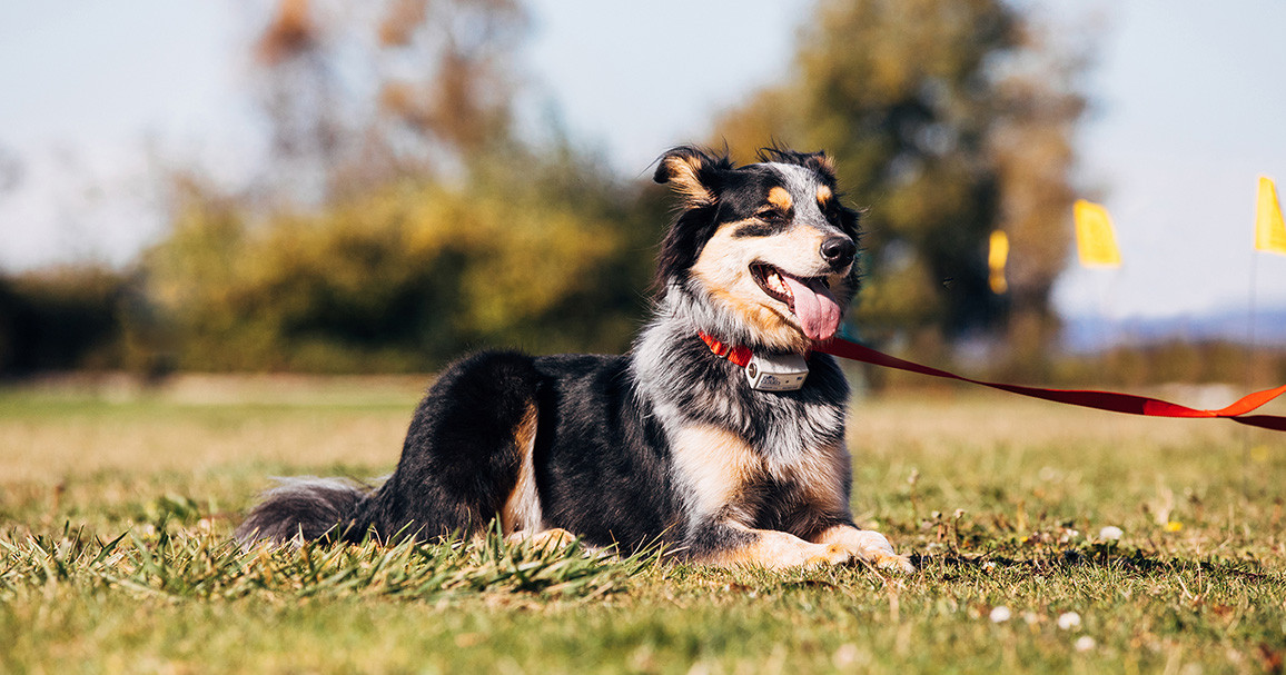 Dog laying away from electric dog fence